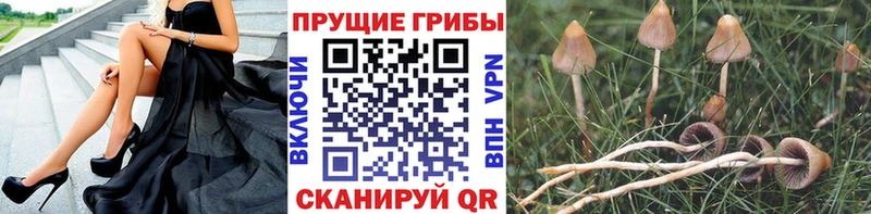 как найти закладки  Данилов  Галлюциногенные грибы GOLDEN TEACHER 